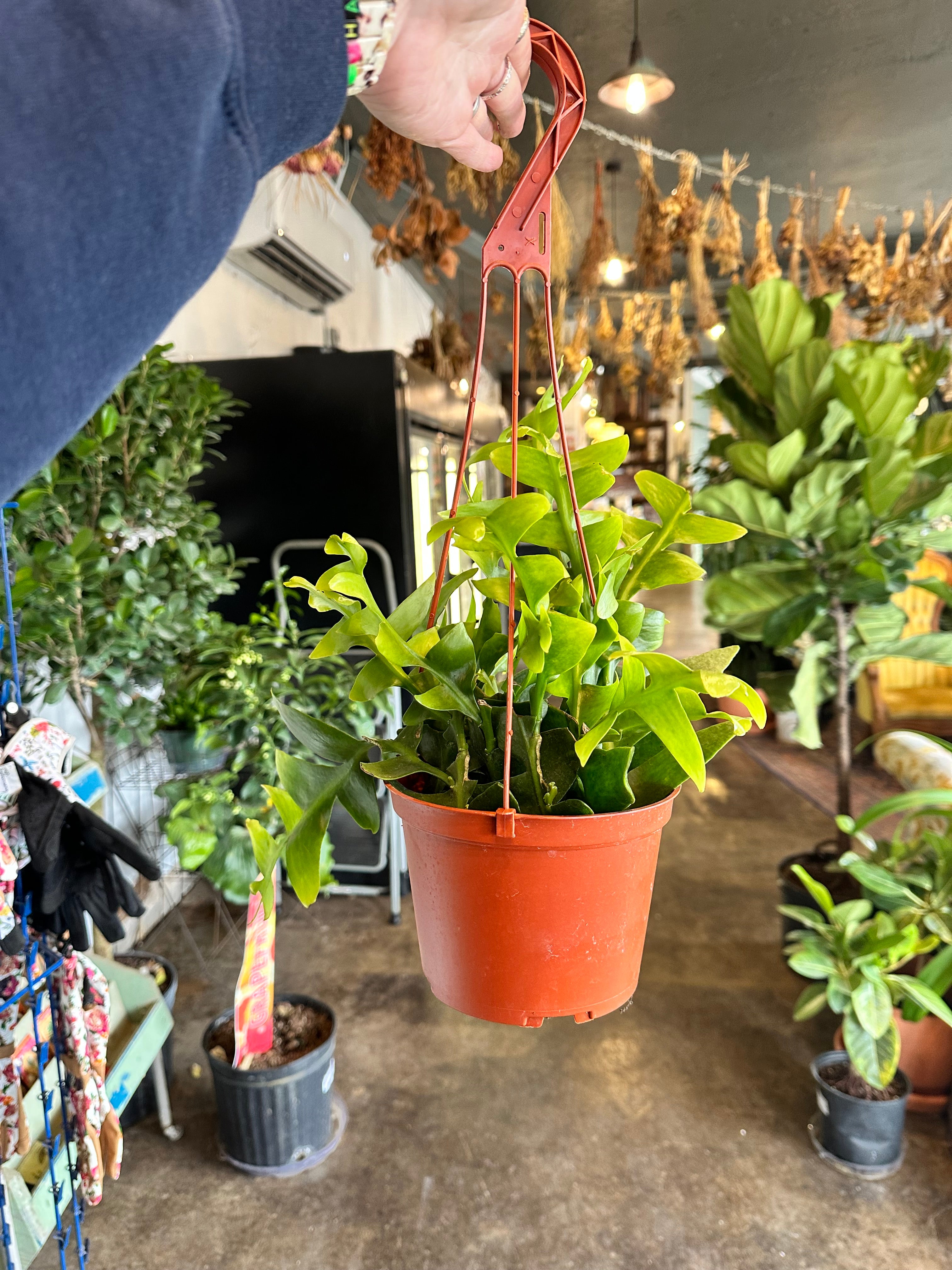 epiphyllum chrysocardium (shark tooth cactus) cactus from flower + furbish Shop now at flower + furbish