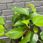 epipremnum aureum (pothos jade) pothos from flower + furbish Shop now at flower + furbish