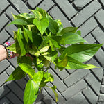 epipremnum pinnatum albo (creeping philodendron) shop now at flower + furbishany light, Dry to moist, toxic