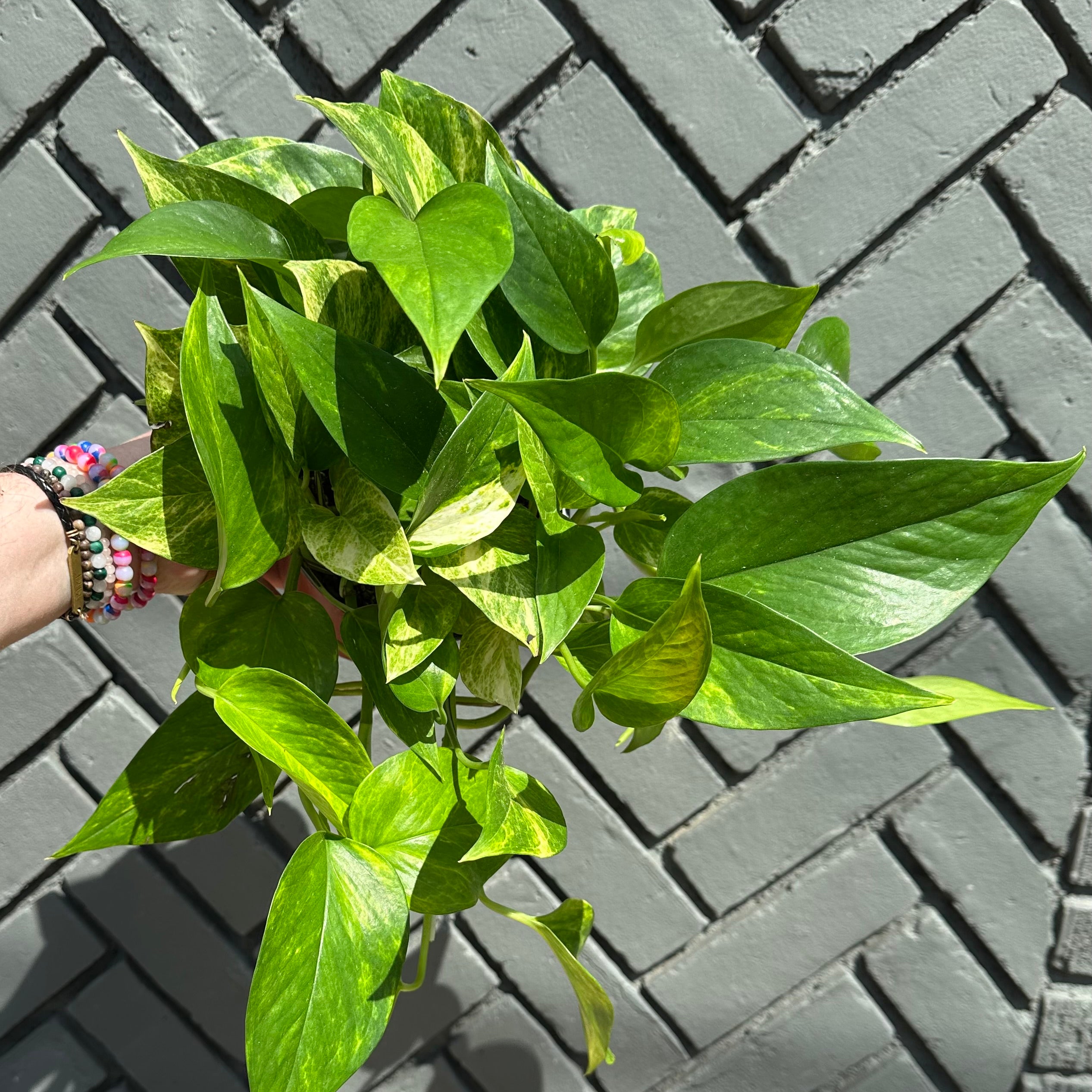 epipremnum pinnatum albo (creeping philodendron) shop now at flower + furbishany light, Dry to moist, toxic