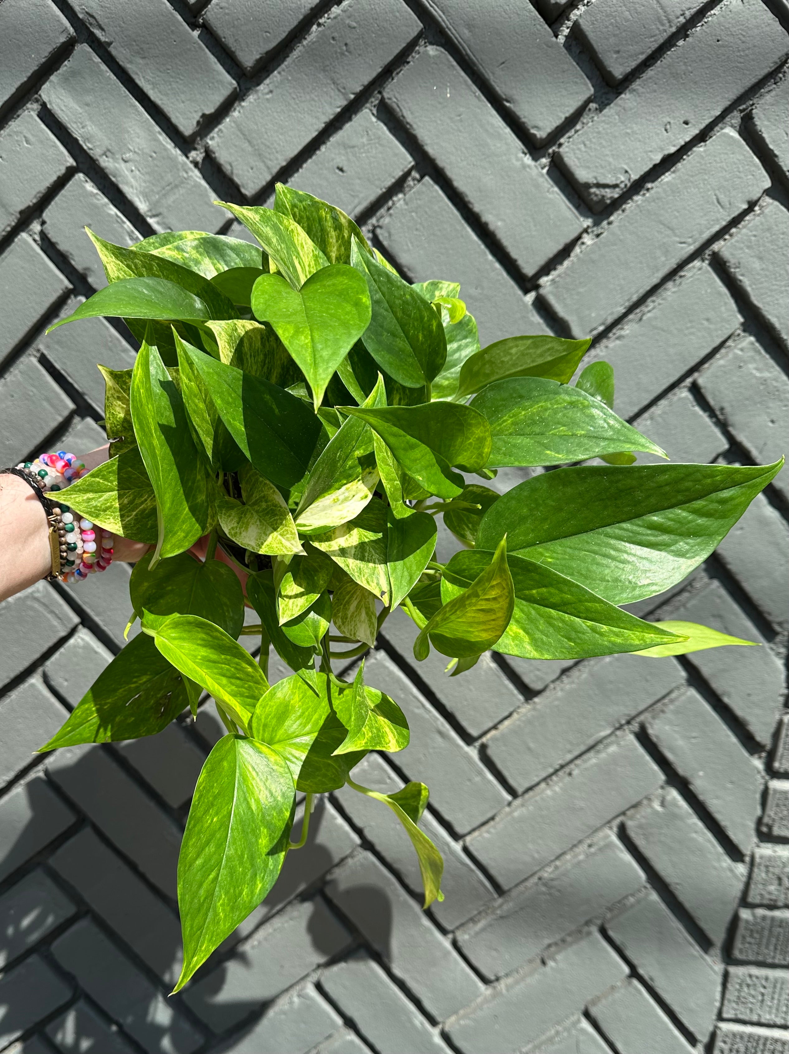 epipremnum pinnatum albo (creeping philodendron) shop now at flower + furbishany light, Dry to moist, toxic