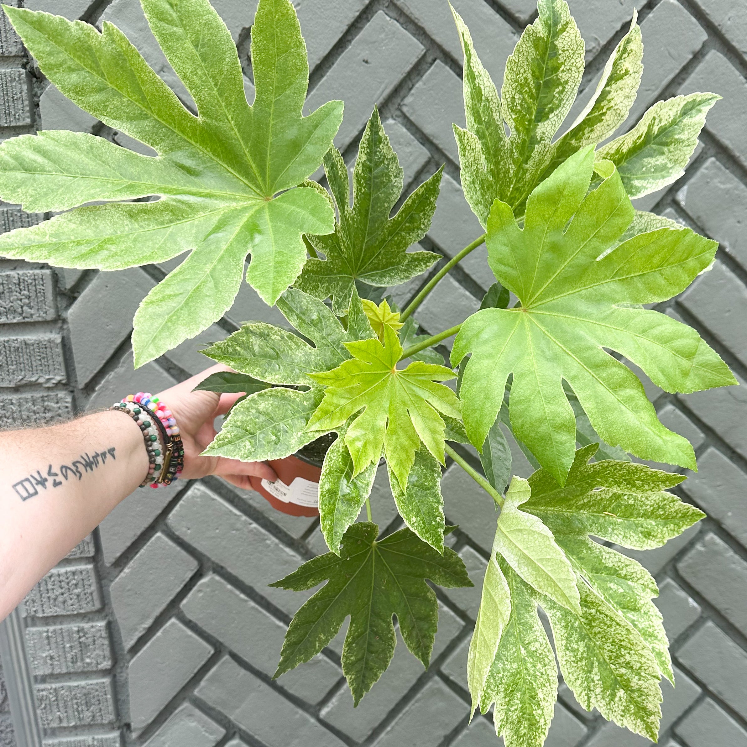 fatsia spider shop now at flower + furbishlow light, medium light, Non toxic, pet friendly
