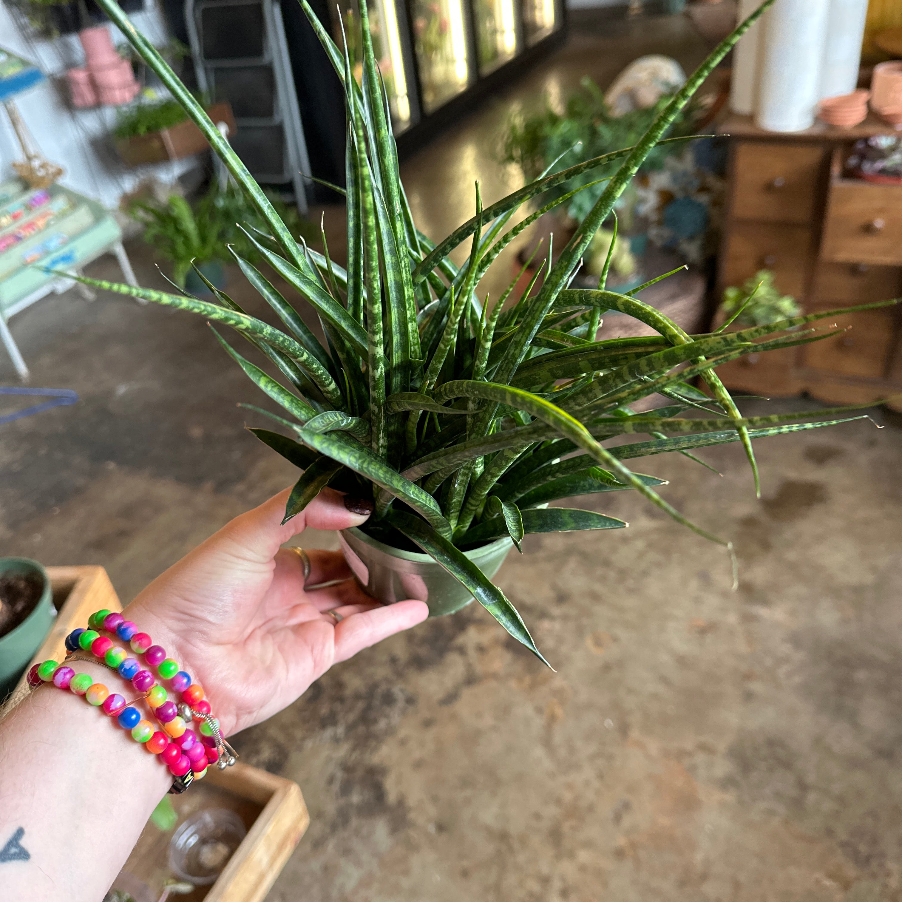 fern wood mikado sansevieria sansevieria from flower + furbish Shop now at flower + furbish