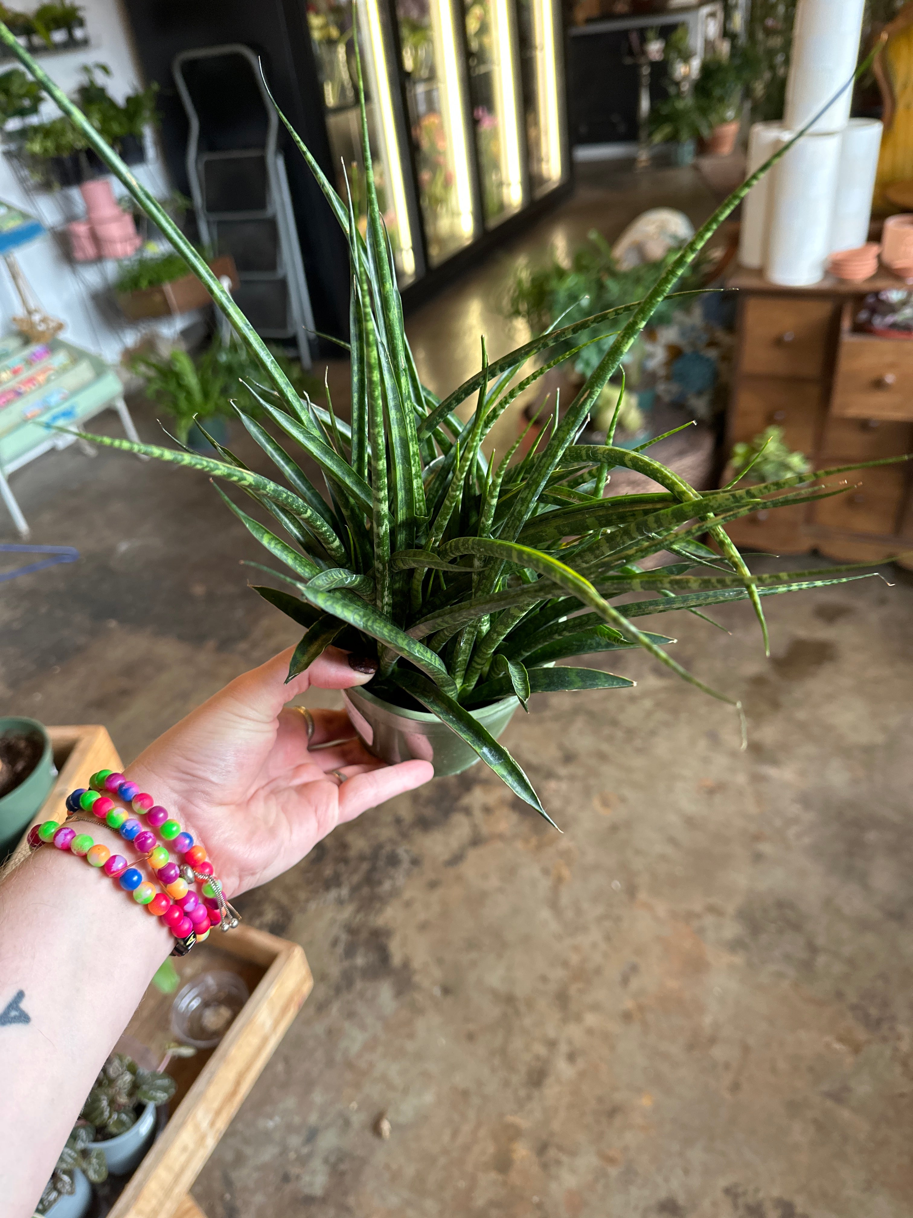 fern wood mikado sansevieria sansevieria from flower + furbish Shop now at flower + furbish