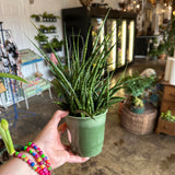 fern wood mikado sansevieria sansevieria from flower + furbish Shop now at flower + furbish