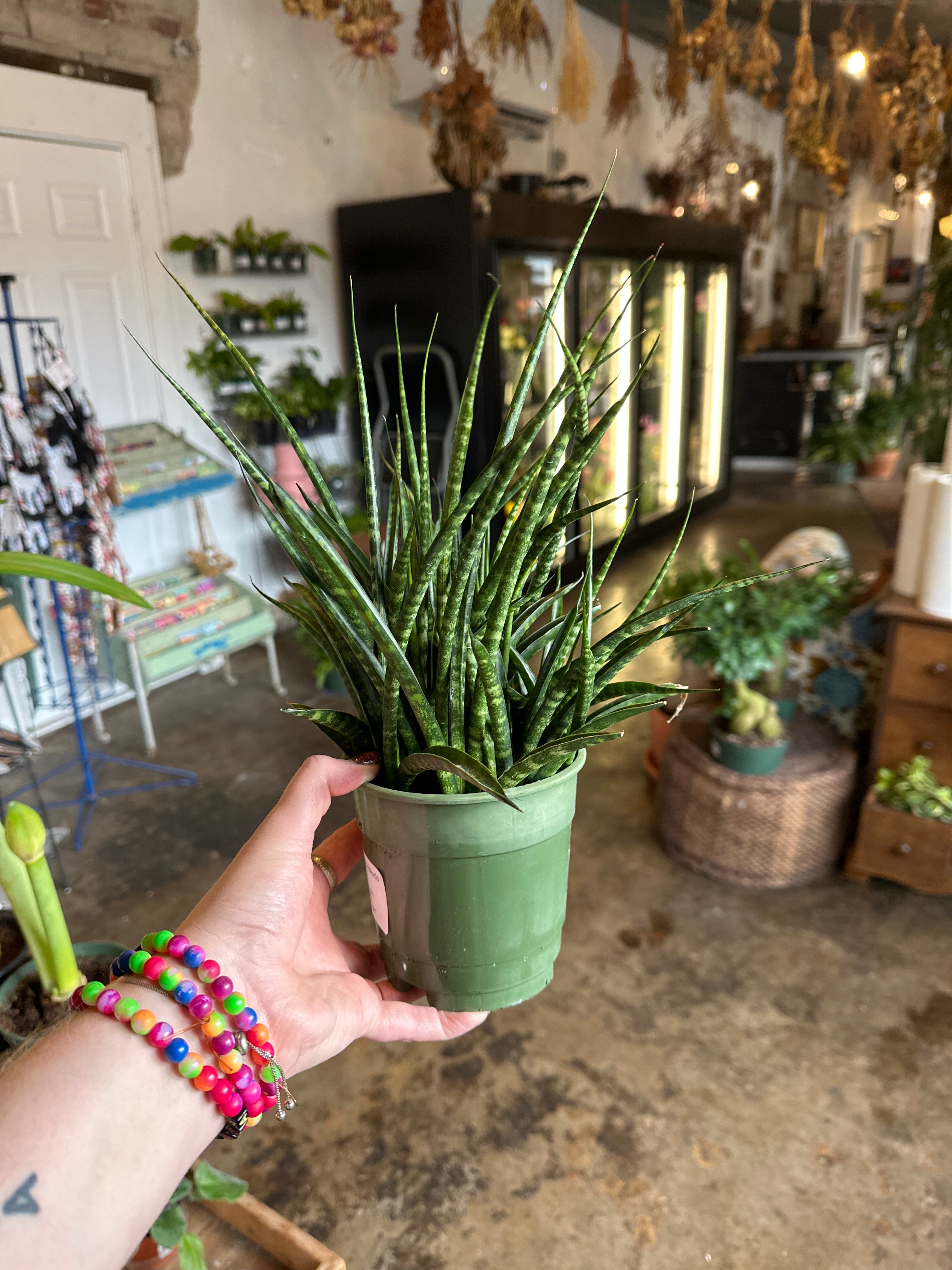 fern wood mikado sansevieria sansevieria from flower + furbish Shop now at flower + furbish