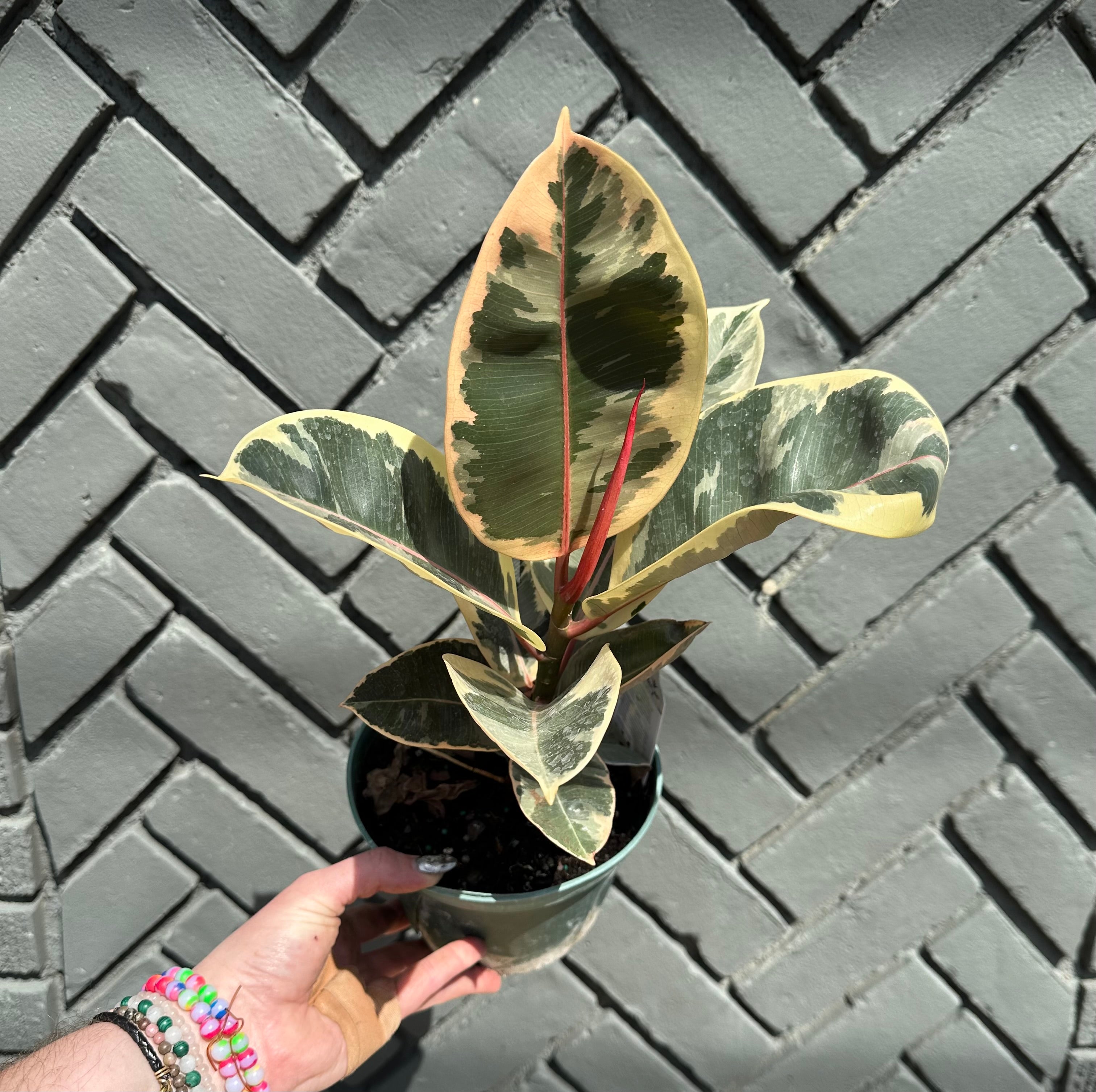 ficus elastica (tineke) shop now at flower + furbish12 inch, 4 inch, 5 inch, bright indirect light, moist, toxic