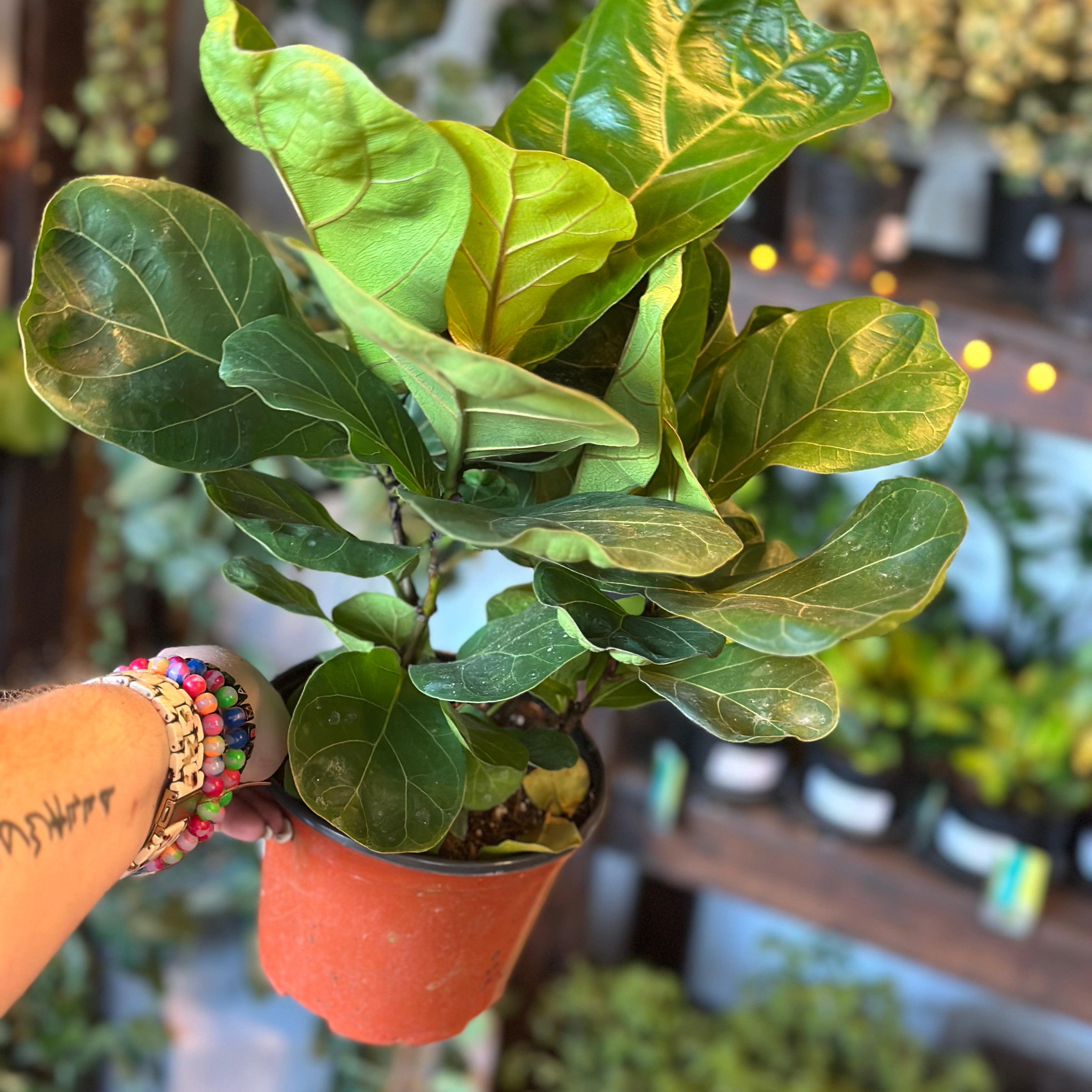 is ficus lyrata the same as fiddle leaf fig ficus lyrata bambino (dwarf fiddle leaf fig)