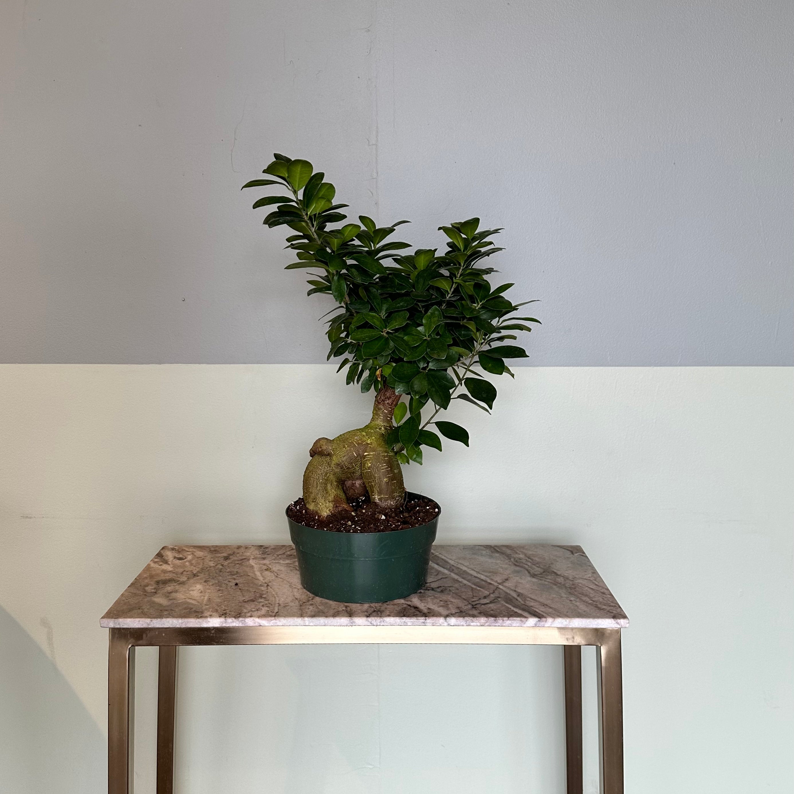 ficus microcarpa (ficus bonsai tree) ficus from flower + furbish Shop now at flower + furbish