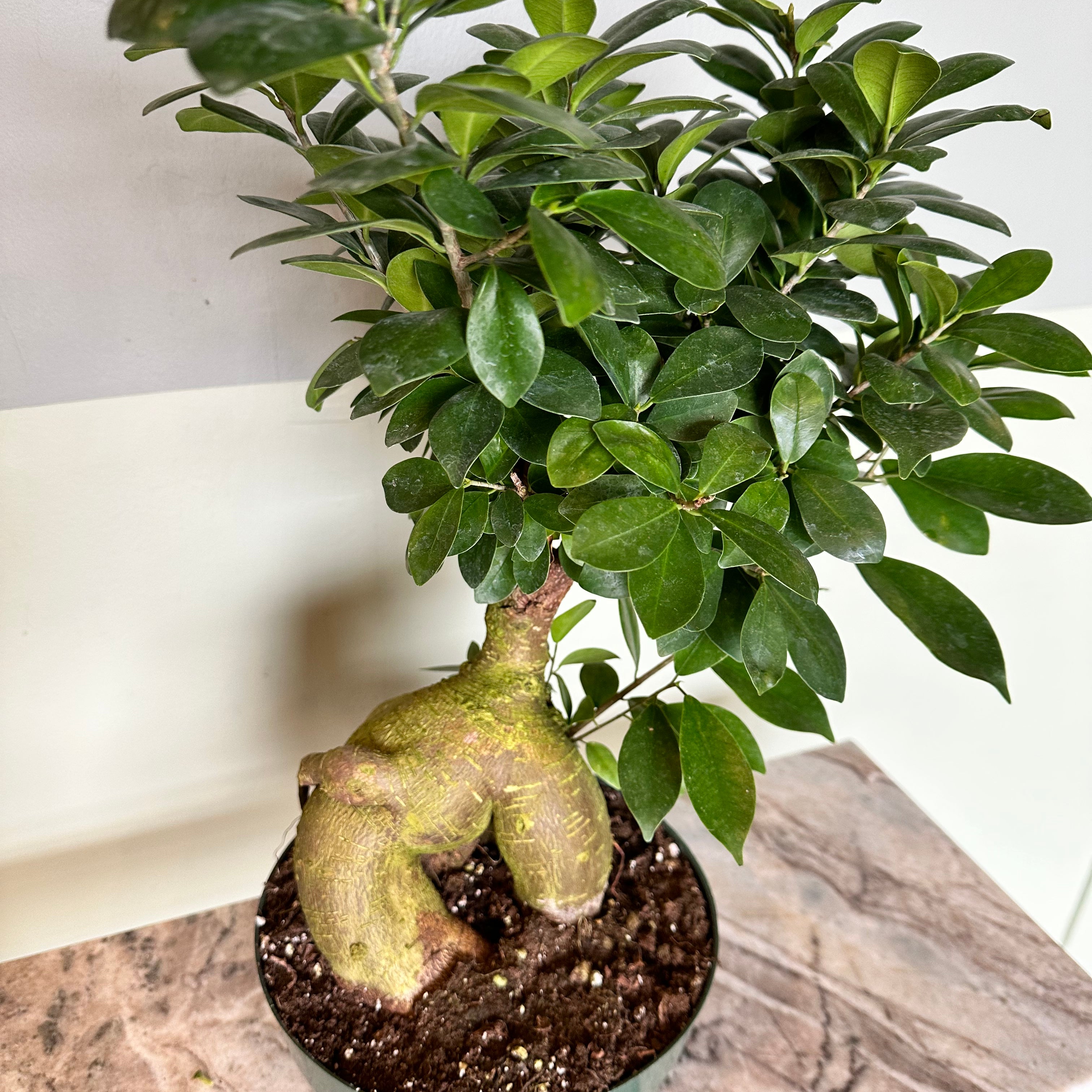 ficus microcarpa (ficus bonsai tree) ficus from flower + furbish Shop now at flower + furbish