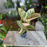 ficus elastica (tineke)