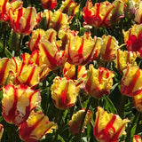 flaming parrot tulip