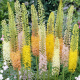 foxtail lily mixture shop now at flower + furbishBulbs, garden, shipping