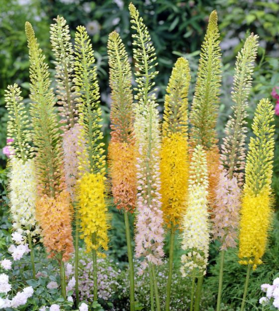 foxtail lily mixture shop now at flower + furbishBulbs, garden, shipping