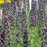 fritillaria persica