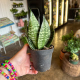 green hahnii sansevieria sansevieria from flower + furbish Shop now at flower + furbish