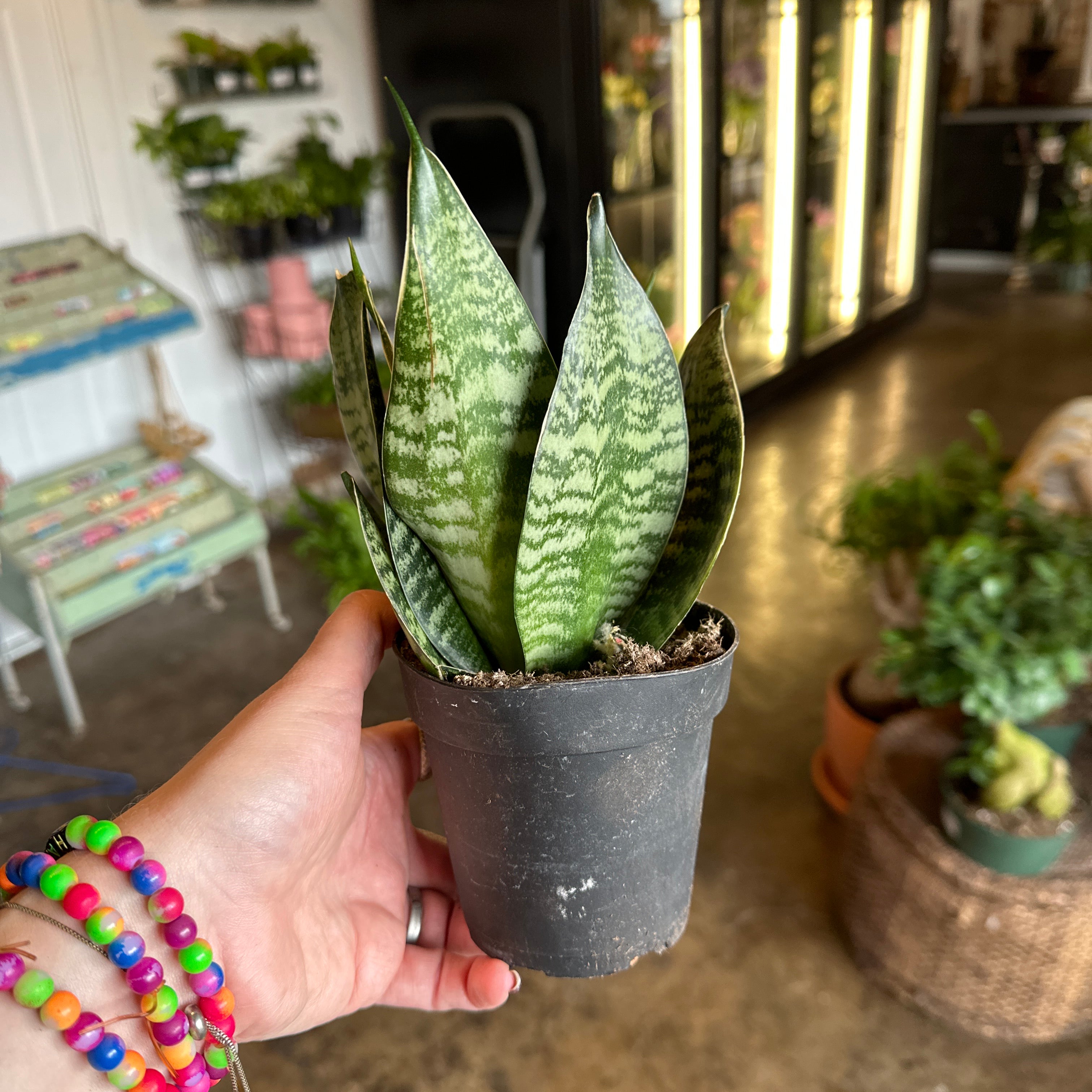 green hahnii sansevieria sansevieria from flower + furbish Shop now at flower + furbish