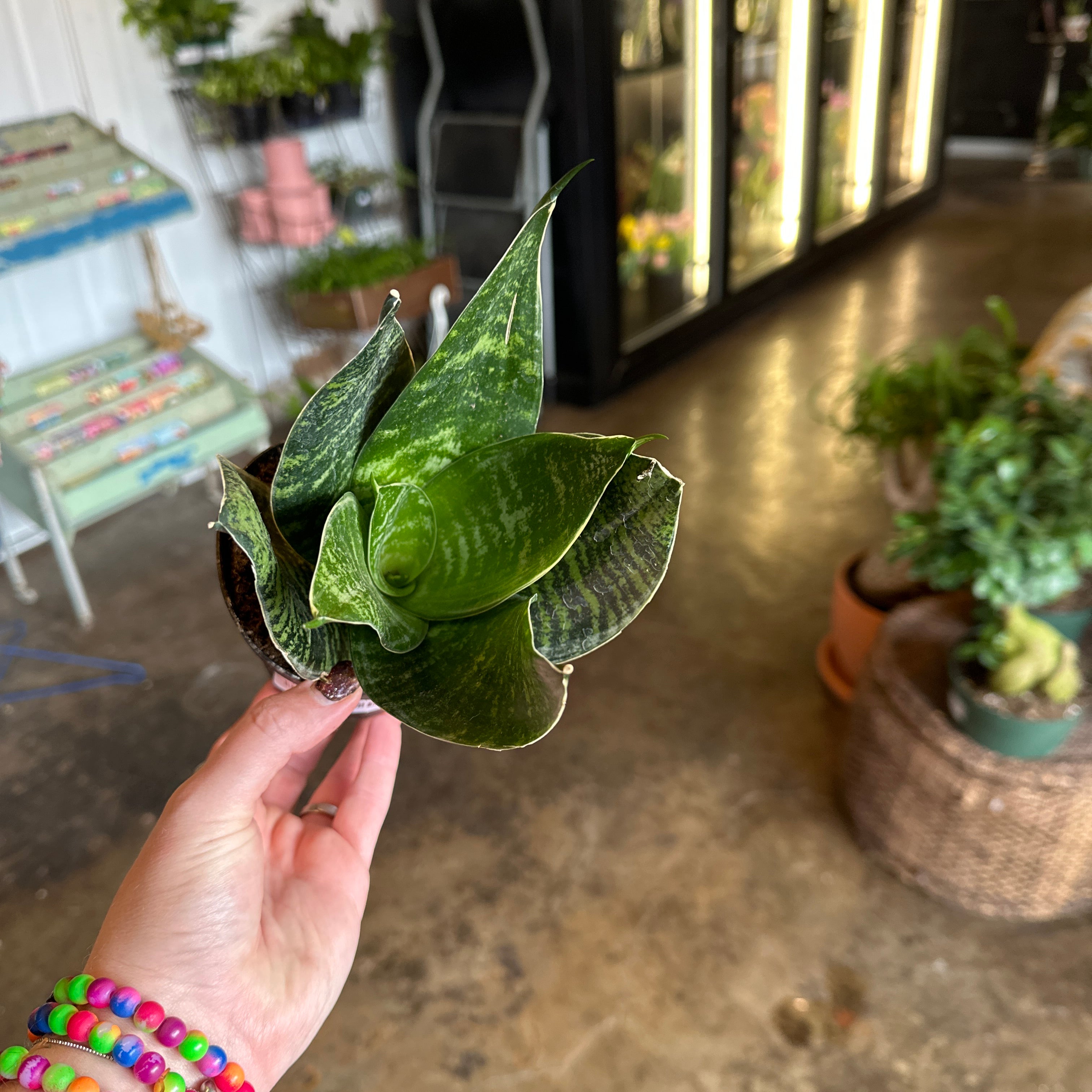 green hahnii sansevieria sansevieria from flower + furbish Shop now at flower + furbish
