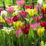 green tulip mixture shop now at flower + furbishBulbs, garden, shipping