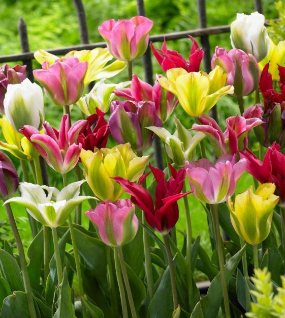 green tulip mixture shop now at flower + furbishBulbs, garden, shipping