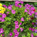 hanging basket shop now at flower + furbish