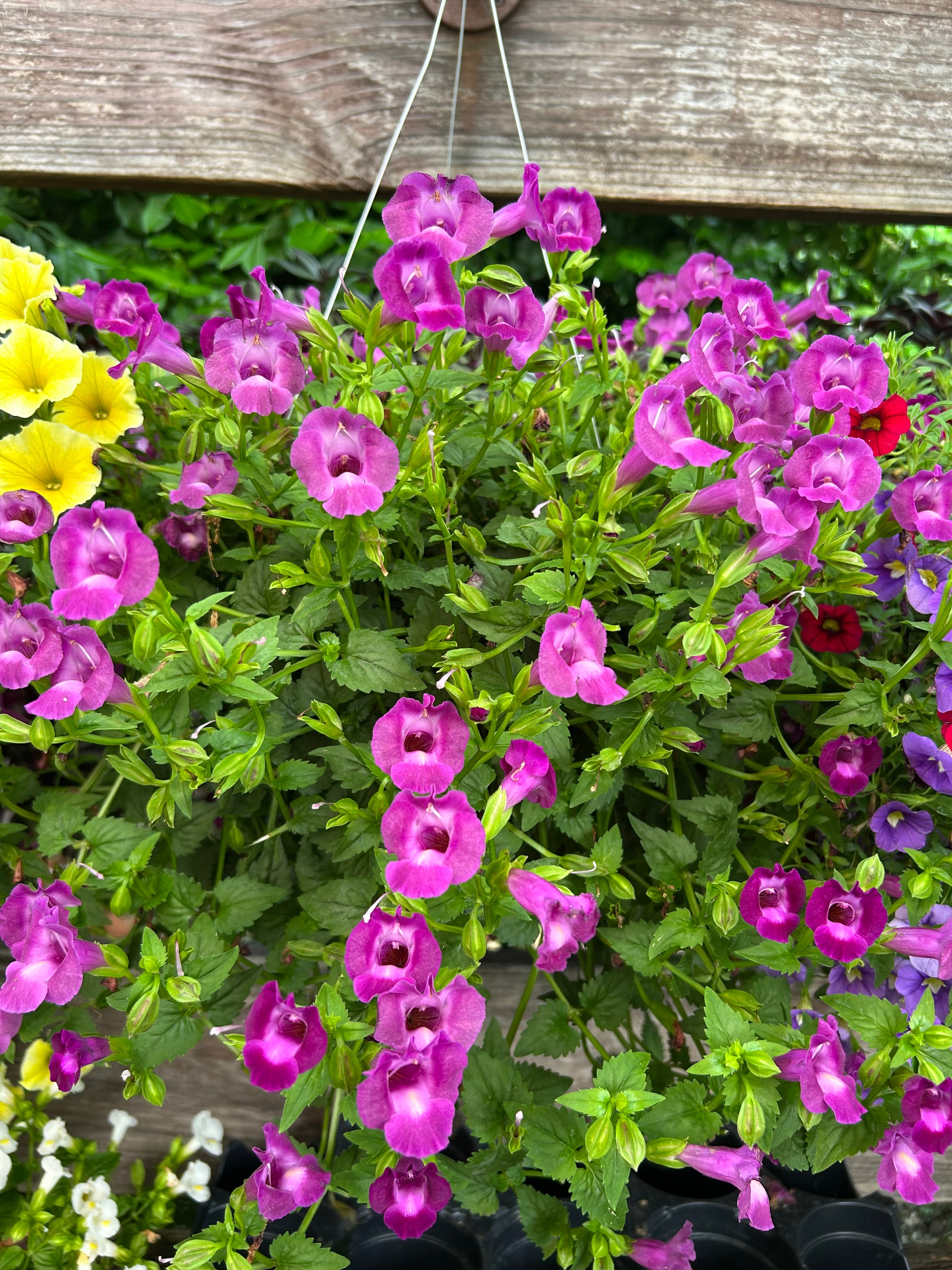 hanging basket shop now at flower + furbish