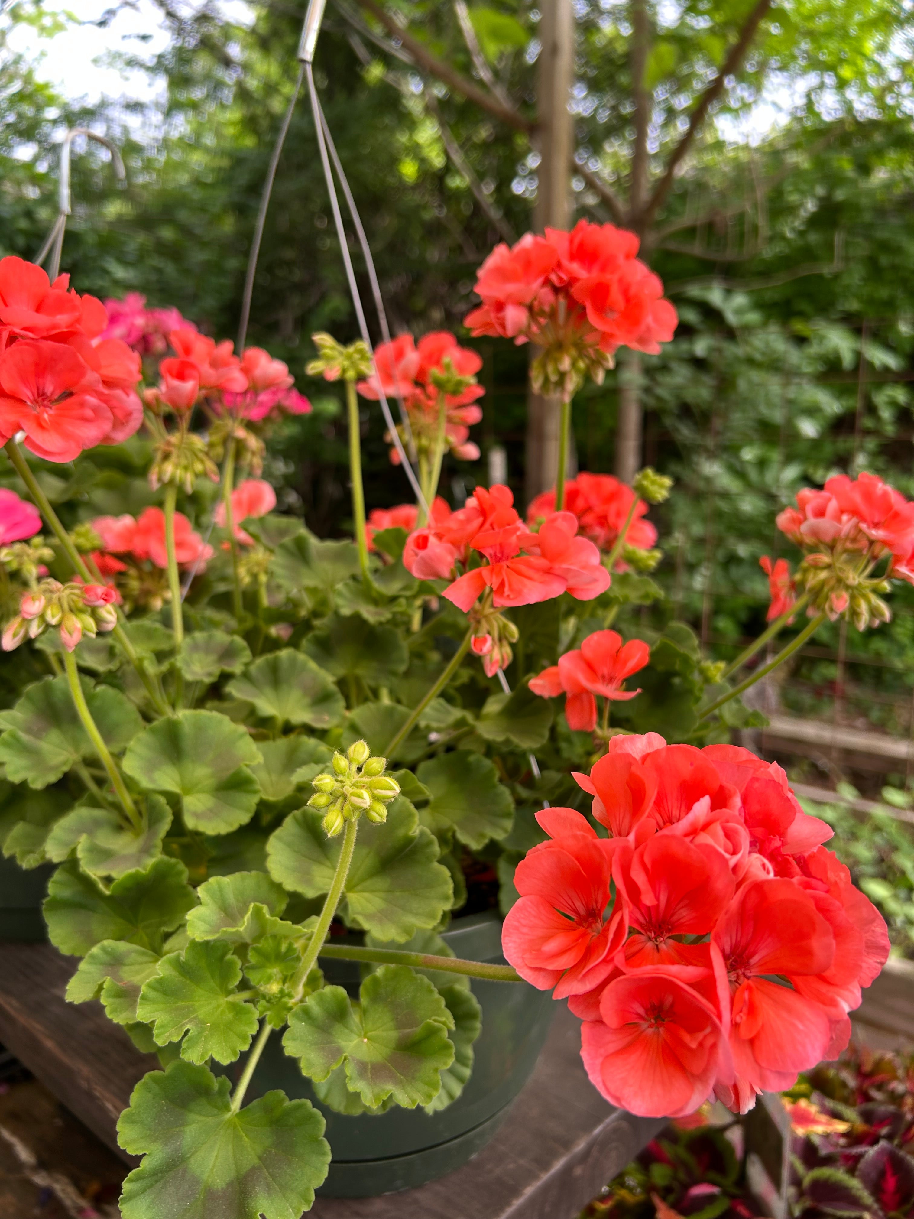 hanging basket shop now at flower + furbish