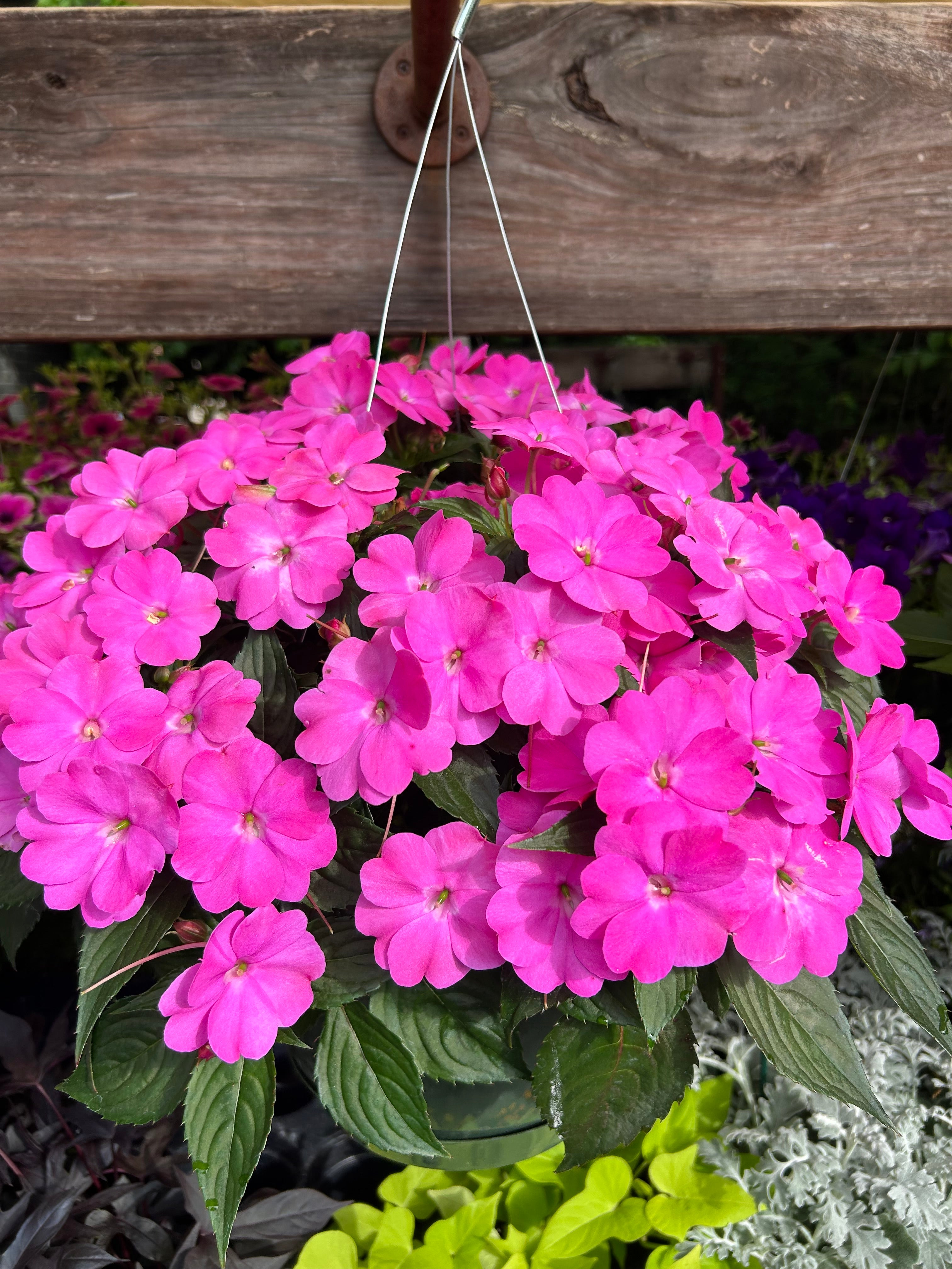 hanging basket shop now at flower + furbish