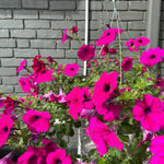 hanging basket shop now at flower + furbish