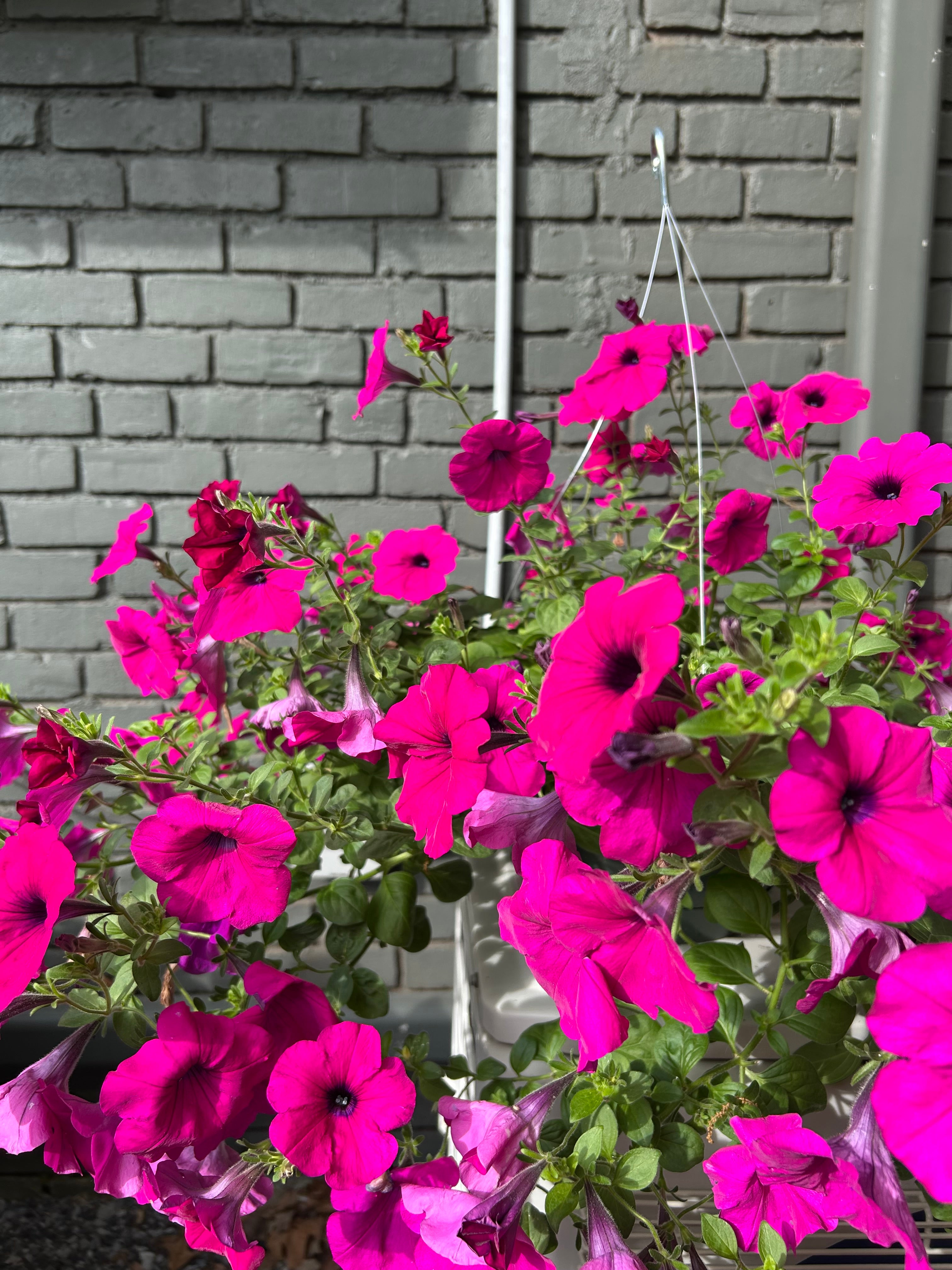 hanging basket shop now at flower + furbish