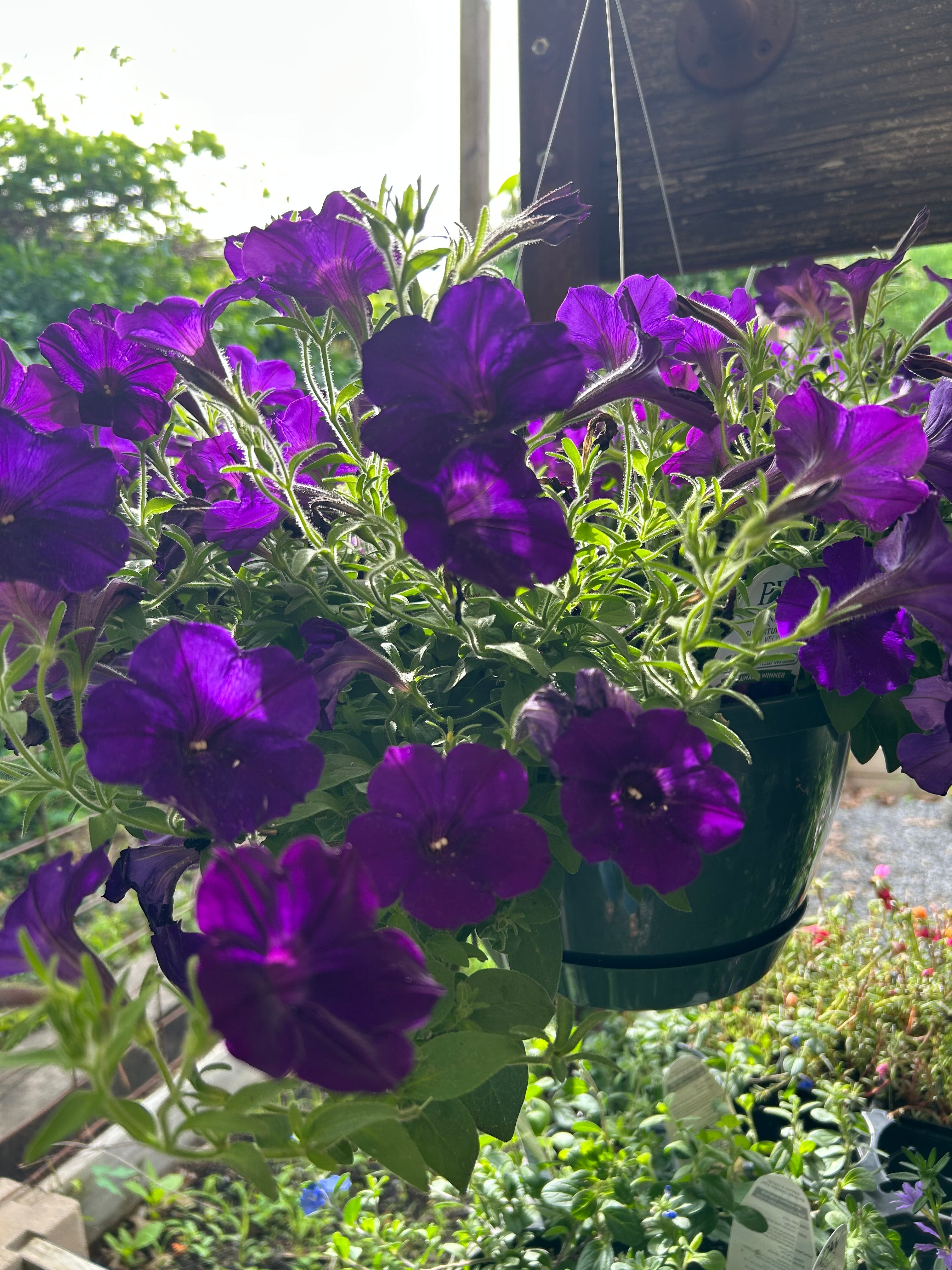 hanging basket shop now at flower + furbish