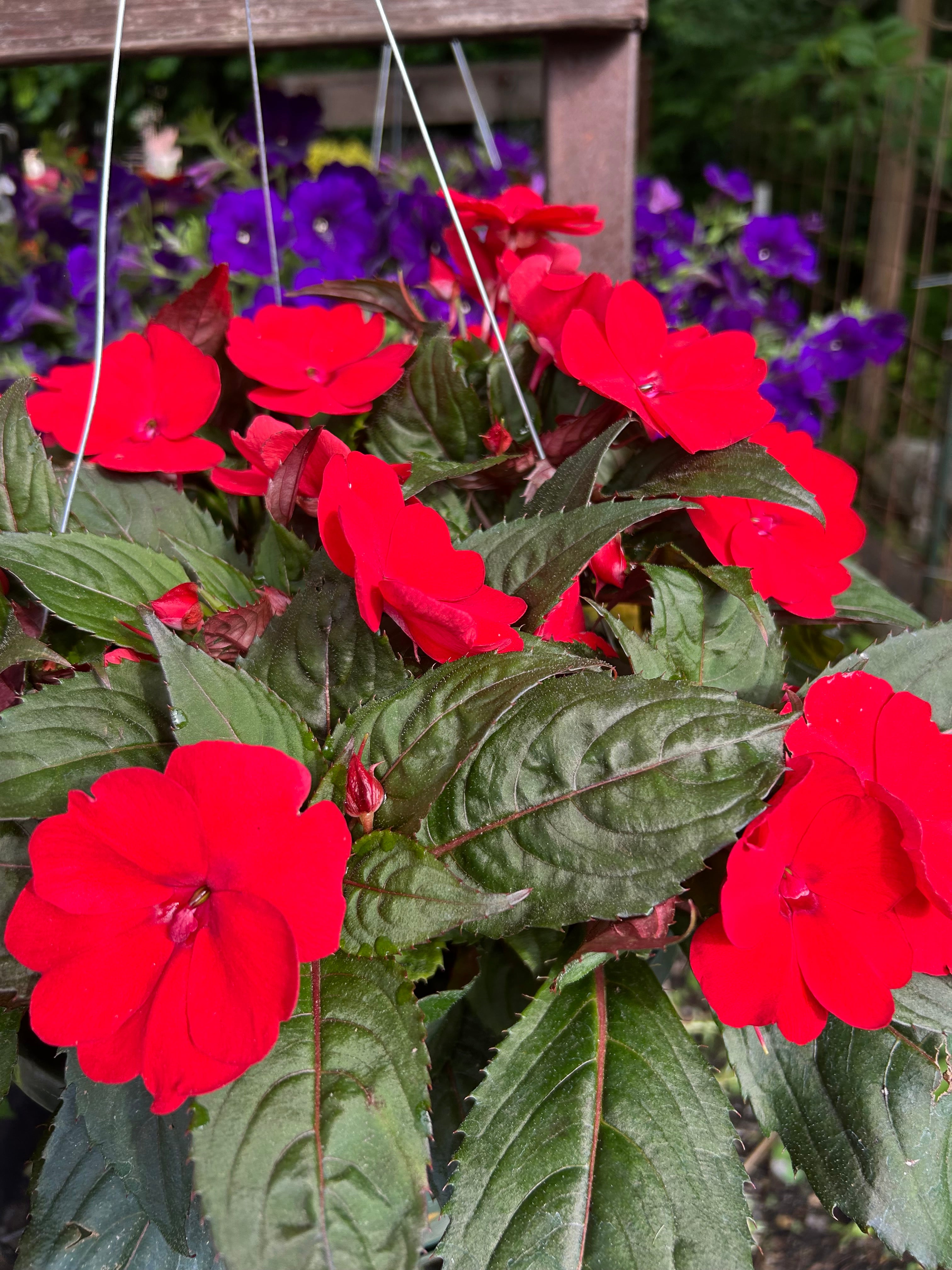 hanging basket shop now at flower + furbish