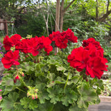 hanging basket shop now at flower + furbish