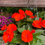 hanging basket shop now at flower + furbish