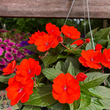 hanging basket shop now at flower + furbish