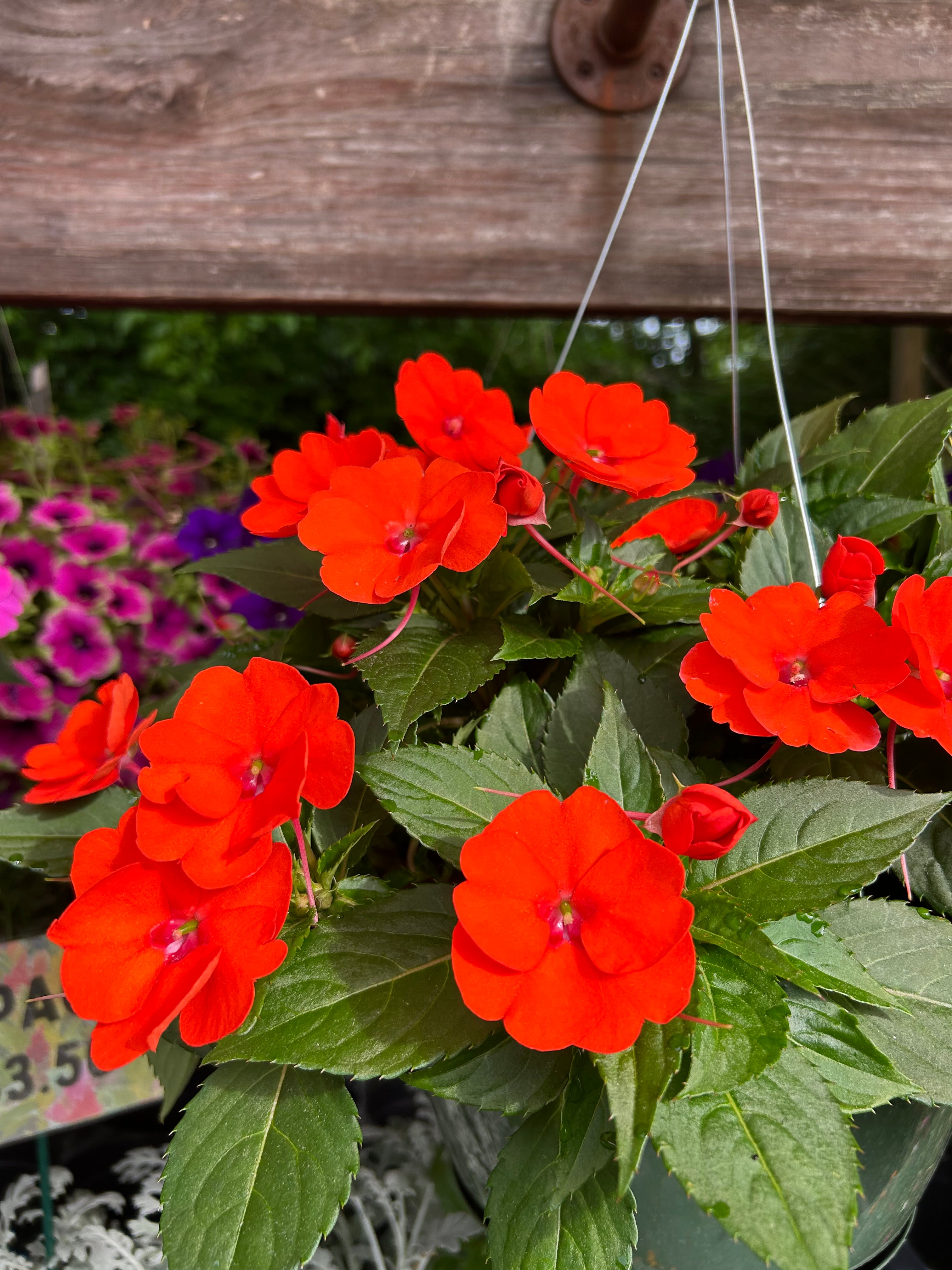 hanging basket shop now at flower + furbish