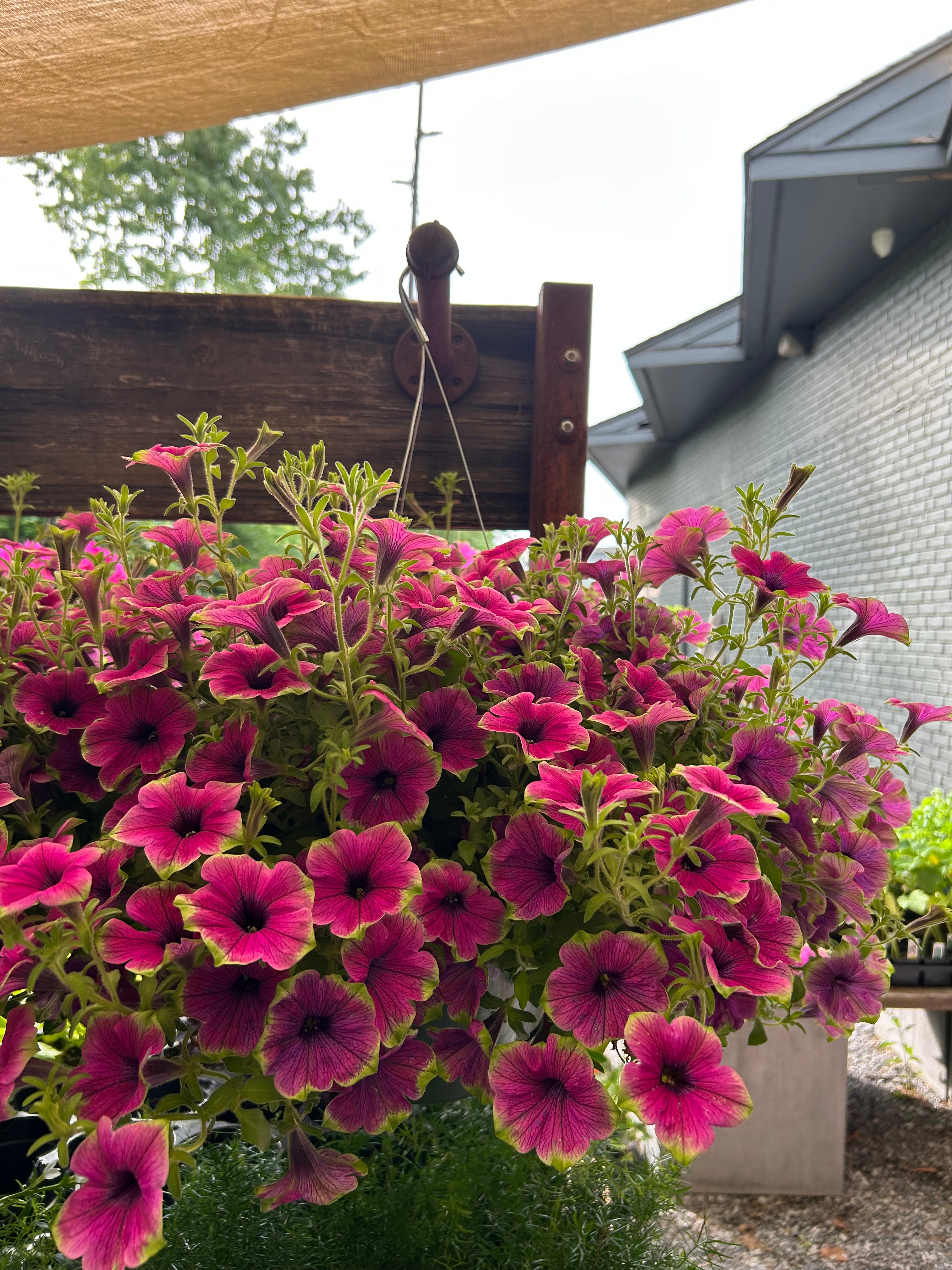 hanging basket shop now at flower + furbish