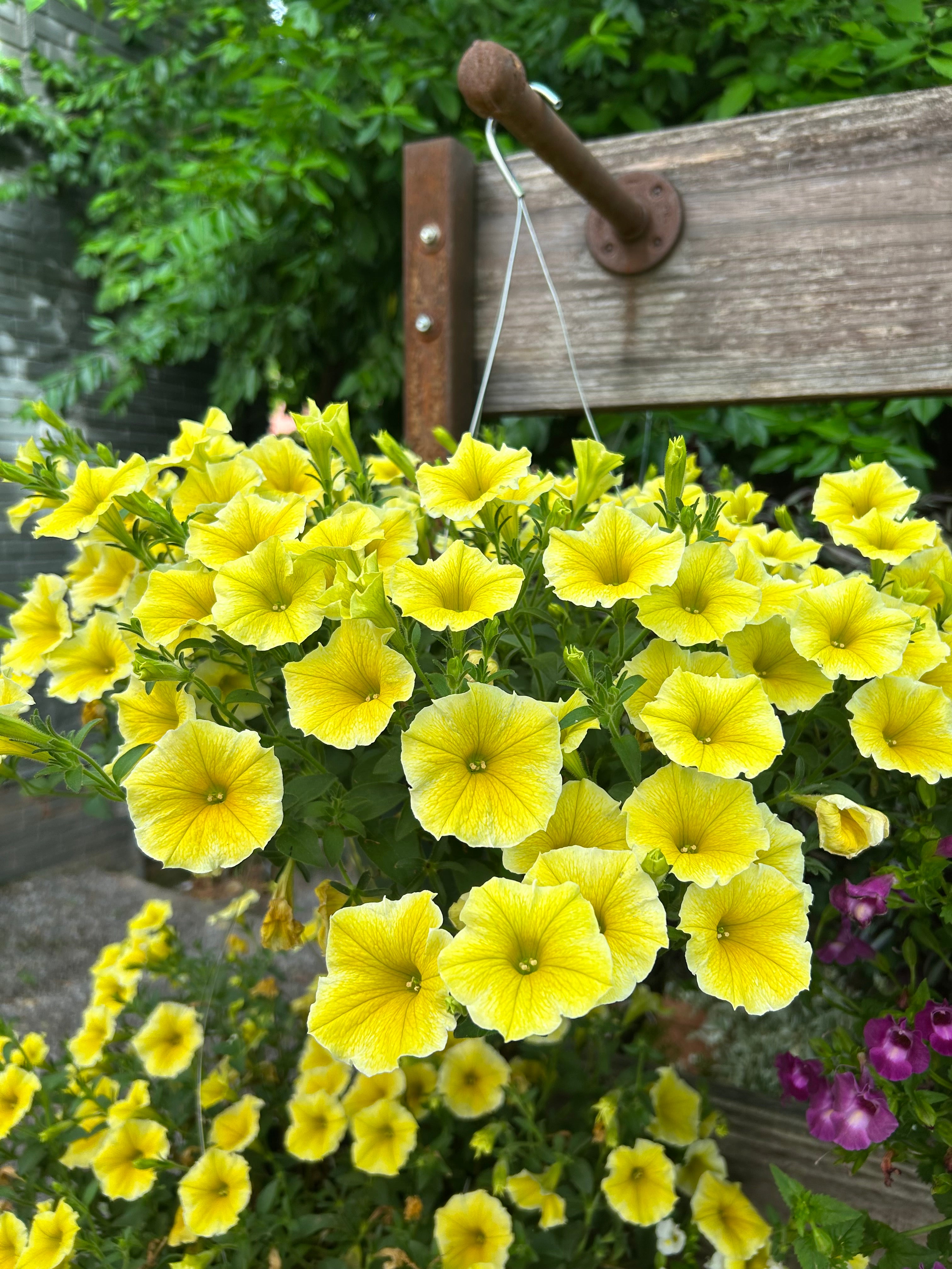 hanging basket shop now at flower + furbish