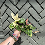 hoya carnosa (wax plant) shop now at flower + furbishbright light, Dry to moist, pet friendly
