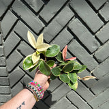 hoya carnosa (wax plant) shop now at flower + furbishbright light, Dry to moist, pet friendly