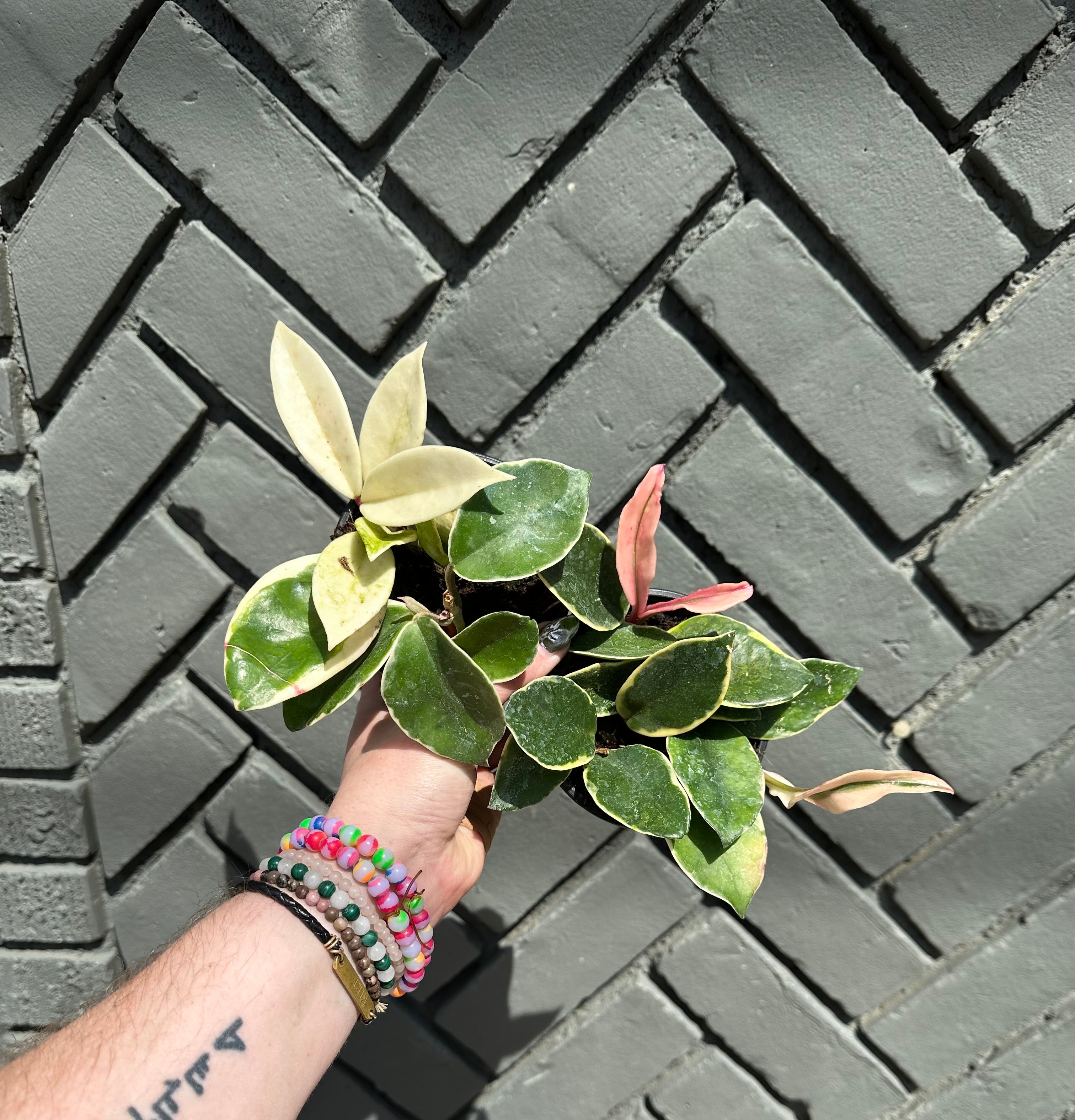 hoya carnosa (wax plant) shop now at flower + furbishbright light, Dry to moist, pet friendly