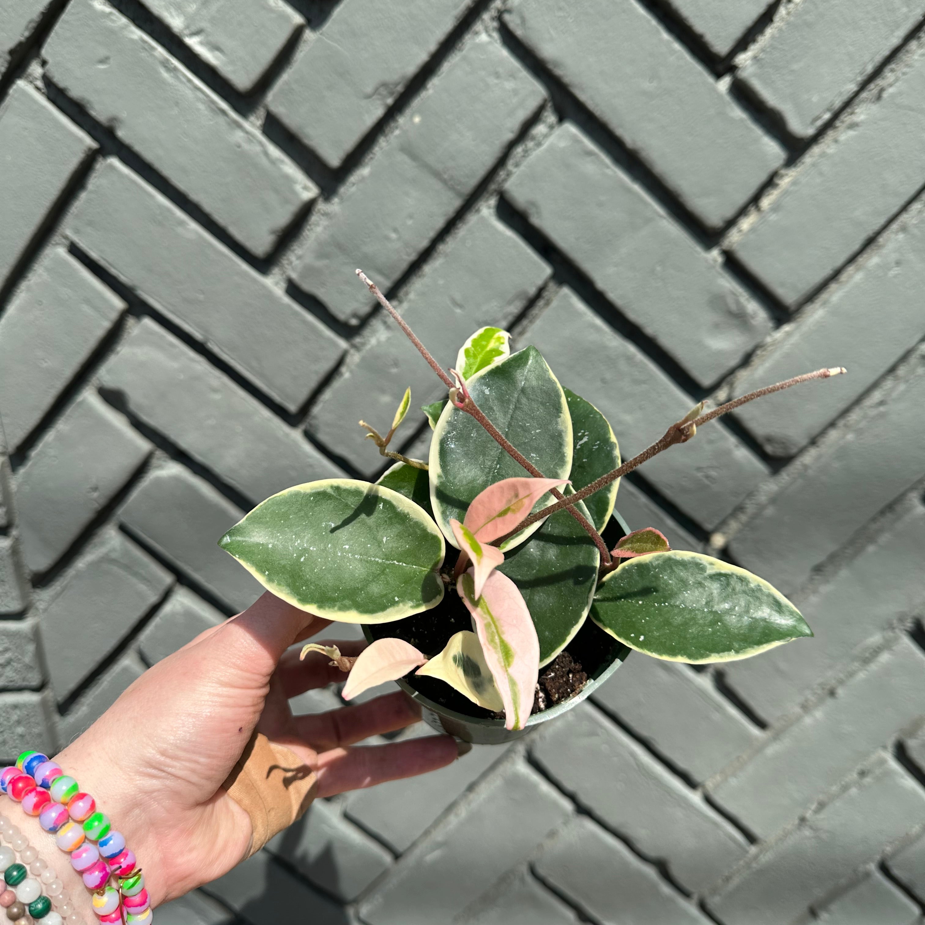 hoya krimson queen (wax plant) shop now at flower + furbishbright light, Dry to moist, pet friendly