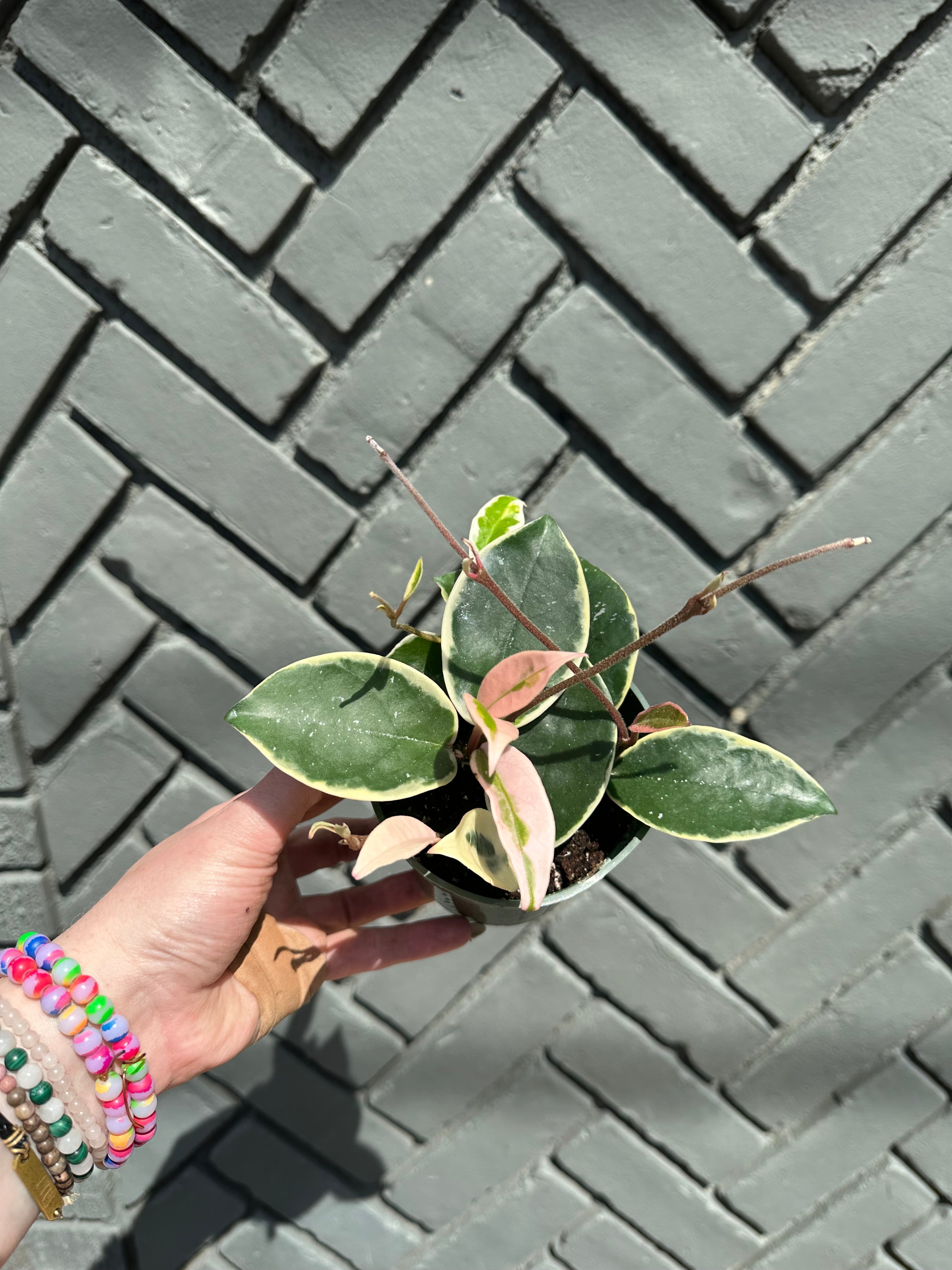hoya krimson queen (wax plant) shop now at flower + furbishbright light, Dry to moist, pet friendly