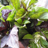 hudson valley basil bouquet seed from flower + furbish Shop now at flower + furbish