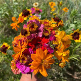 hudson valley bird lover’s meadow mix seed shaker seed from flower + furbish Shop now at flower + furbish