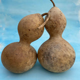 hudson valley birdhouse gourd seeds seed from flower + furbish Shop now at flower + furbish