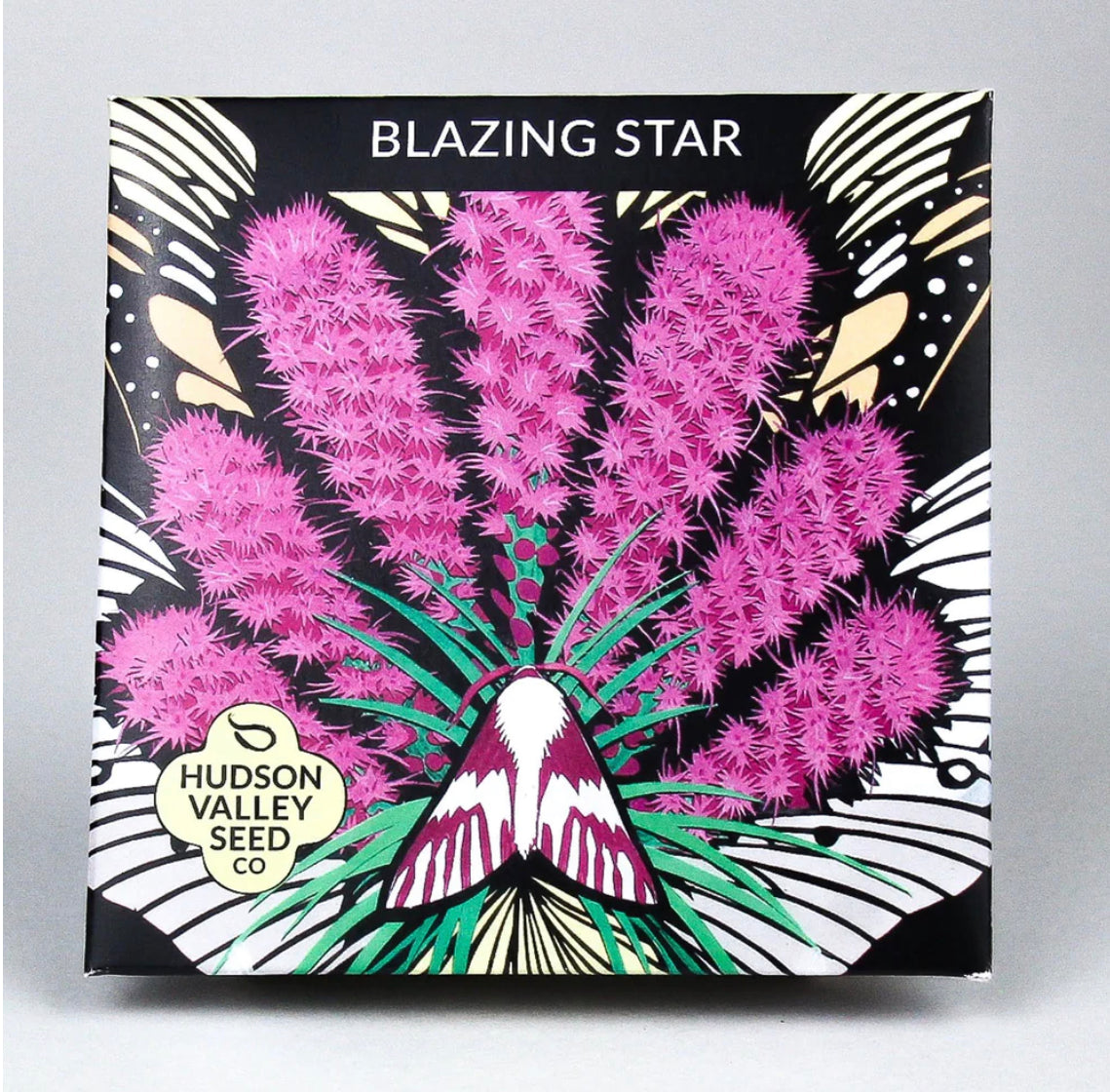 hudson valley blazing star seeds seed from flower + furbish Shop now at flower + furbish