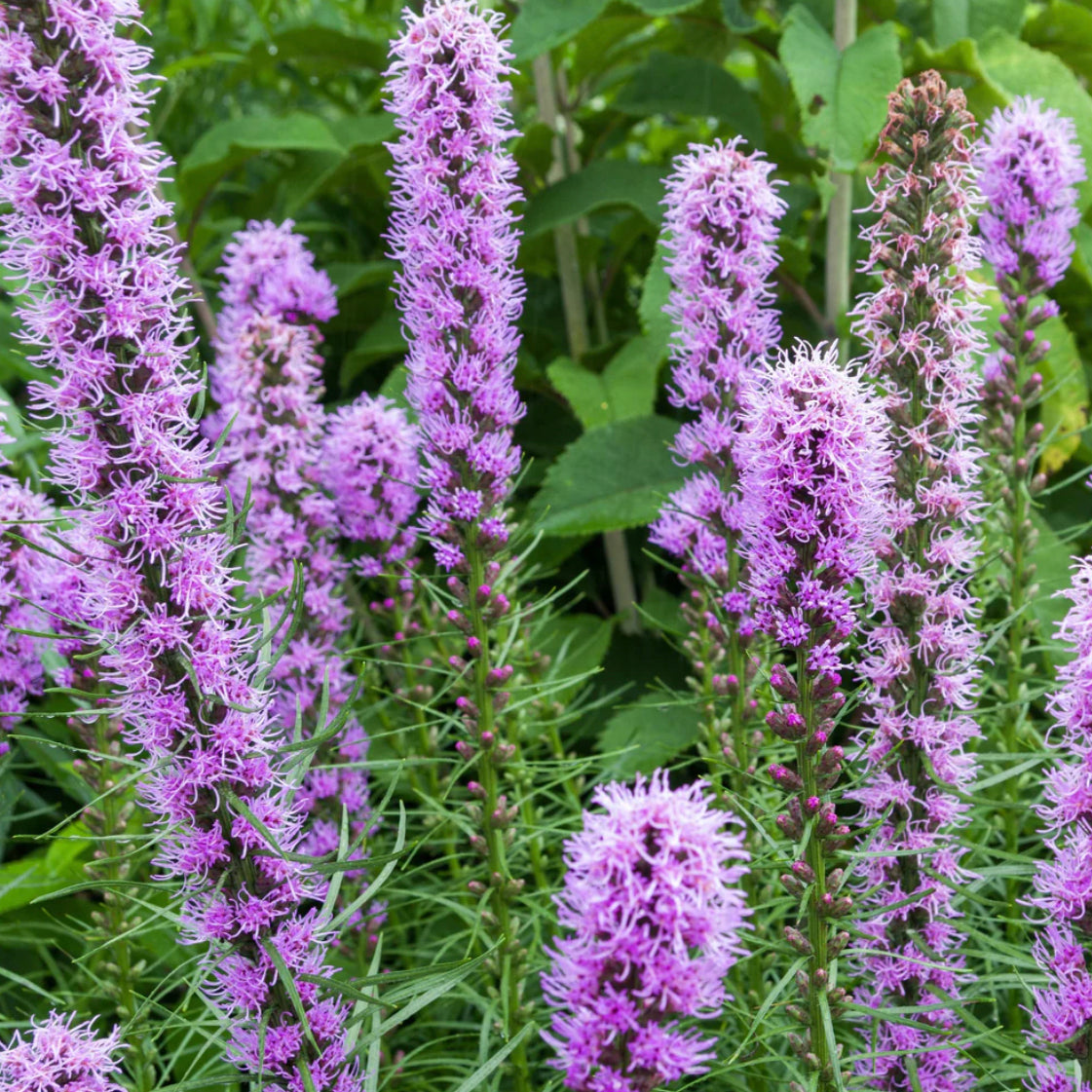 hudson valley blazing star seeds seed from flower + furbish Shop now at flower + furbish