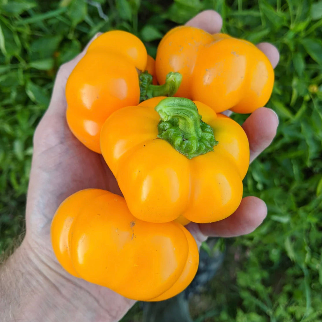 hudson valley doe hill pepper seeds seed from flower + furbish Shop now at flower + furbish