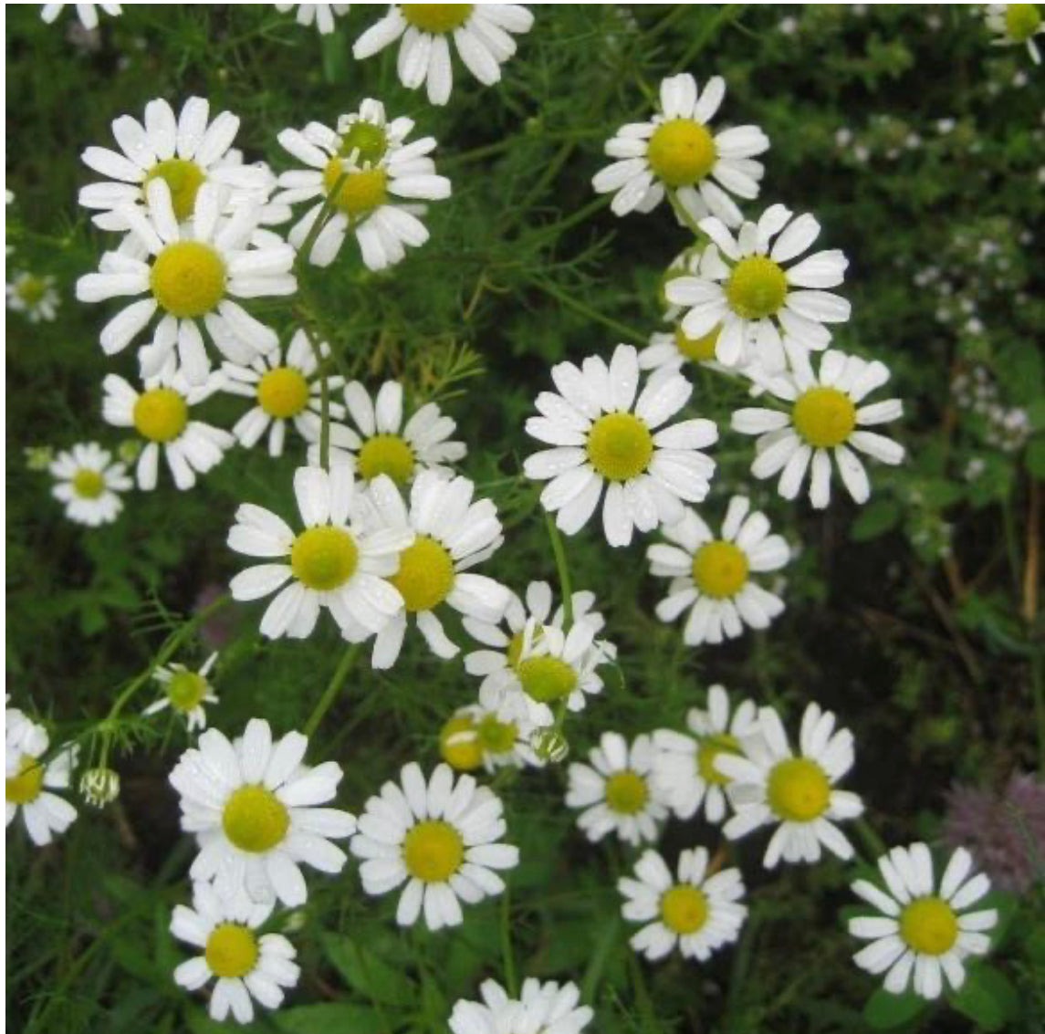 hudson valley german chamomile seeds seed from flower + furbish Shop now at flower + furbish